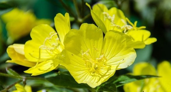 aceite de onagra usos