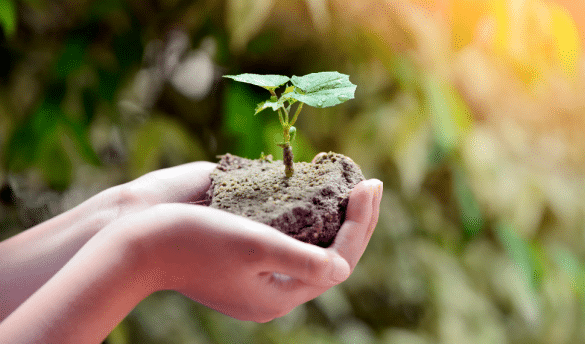 Diferencias entre bio, eco y organico