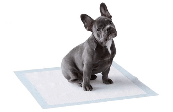 Empapadores para orina perro